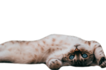 A cat lying upside down with blue eyes on white background, blur image of a playful domestic pet for graphic designing and photoshop resources 