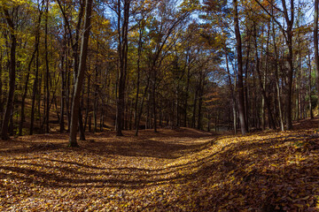 Forest autumn colorful landscape. Trees and paths with colorful leaves