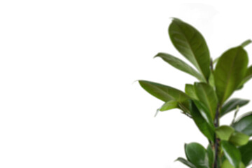 A green plant with large leaves on white background, botanical element for modern minimalist interior decor, clear and sharp image for natural design inspiration.

