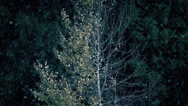 Leaves Blowing Off Tree In Snowfall