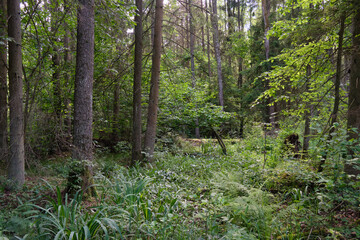 Dense mixed forest with lush understory and natural vegetation in summer light