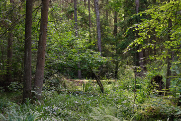 Dense mixed forest with lush understory and natural vegetation in summer light