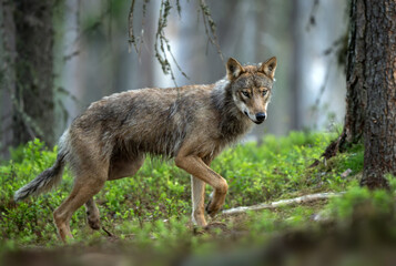 Grey wolf ( Canis lupus ) close up