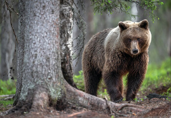 Wild brown bear ( Ursus arctos )