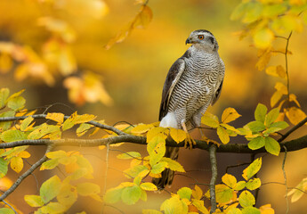 Northern goshawk bird ( Accipiter gentilis )