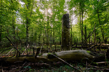 Dense mixed forest with lush understory and natural vegetation in summer light