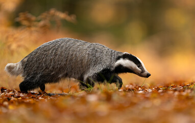 Badger close up ( Meles meles )