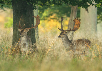 Fallow deer ( Dama dama ) male stag