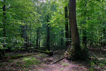 Dense mixed forest with lush understory and natural vegetation in summer light