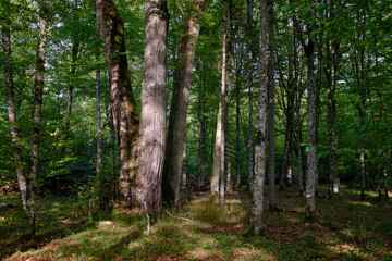 Dense mixed forest with lush understory and natural vegetation in summer light