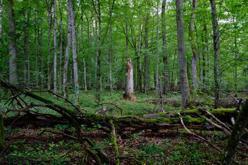 Dense mixed forest with lush understory and natural vegetation in summer light
