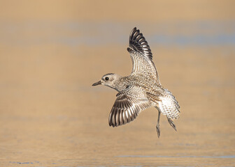 Black-bellied plover (Pluvialis squatarola) is a large plover breeding in Arctic regions. It is a long-distance migrant, with a nearly worldwide coastal distribution when not breeding