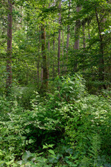 Dense mixed forest with lush understory and natural vegetation in summer light