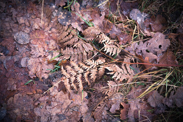 Dry fern leaves lying on the forest floor among brown autumn foliage. Natural texture and earthy tones creating a calm seasonal atmosphere