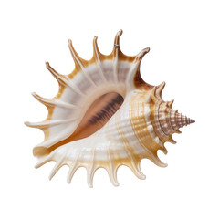 Fototapeta premium Detailed close up of a spiky seashell Detailed close up of a spiky seashell on a white background