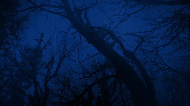 Moving Through Dark Woods In Rainstorm