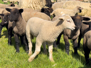 Obraz premium Ein junges weißes Schaf läuft inmitten einer Gruppe brauner und grauer Schafe, die auf saftigem grünem Gras grasen, auf die Kamera zu. Sonniger Tag, friedliche ländliche Bauernhofszene mit Vieh.