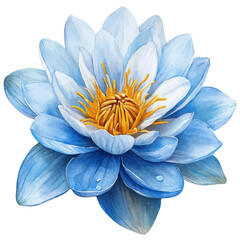Obraz premium watercolor of Water Lily Flower, vector, isolated on a white background.
