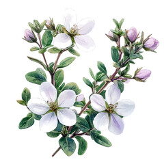Obraz premium Thyme Flower, watercolor illustration vector, isolated on a white background.