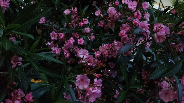 Pink oleander flowering plant native to tropical climates in southern regions