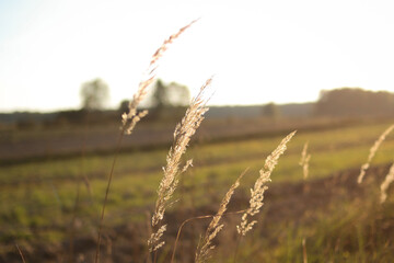 Suche trawy na tle pola o zachodzie słońca © Daniil