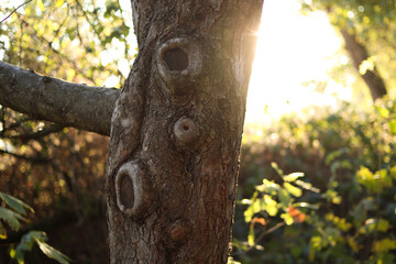 Zbliżenie pnia drzewa z sękami w świetle popołudniowego słońca