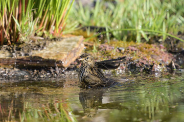 Meadow Pipit bathing in a pool of water