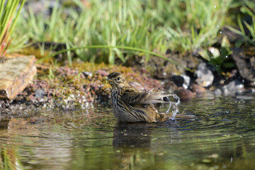 Meadow Pipit bathing in a pool of water