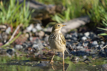 Meadow Pipit bathing in a pool of water