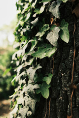 Obraz premium Close-up of green ivy leaves climbing on rough tree bark in a shaded forest area