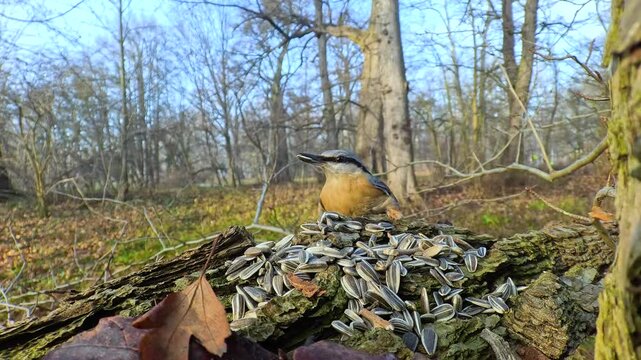 nuthatch bird finds seeds left by people in the forest to feed the birds in winter.