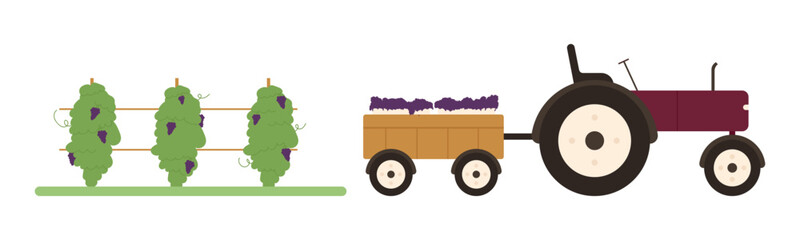 Grapevines and tractor with grape harvest for wine production on isolated white background vector illustration © Flash Vector