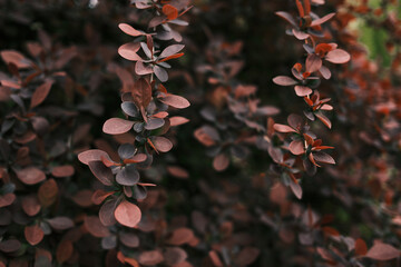 Close-up of decorative brown shrub with soft oval leaves in natural light