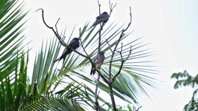 Common myna bird and two black drongo sit on a tree branch during heavy rain.