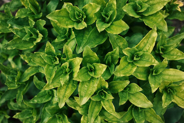 Top view of bright green leaves with natural patterns growing in garden soil