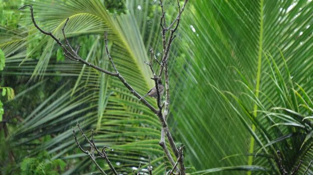Red-vented bulbul bird sit on a tree branch during rain.