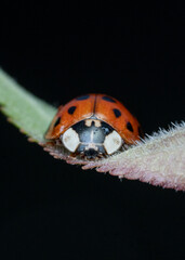 A Red Ladybug On A Plant Stem In Darkness