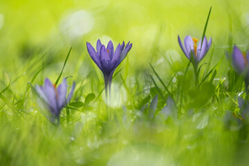 autumn crocus flowers