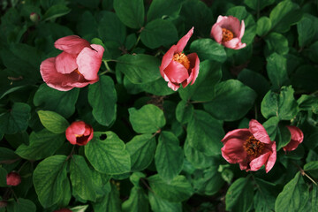 Delicate pink wildflowers blooming among green leaves in a spring garden. Close up top view