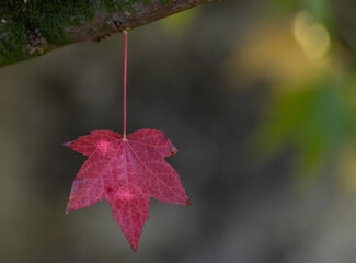 red autumn leaves