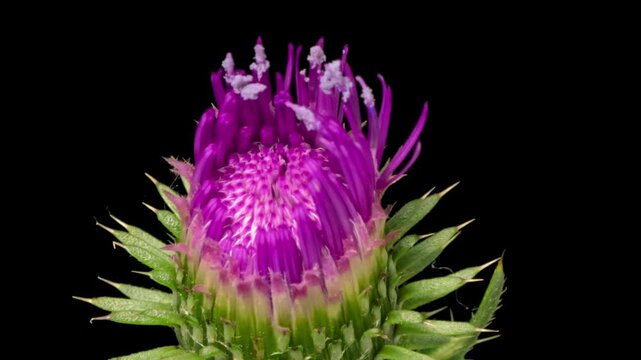 Macro time lapse blooming pink Thistle flower, isolated on pure black background