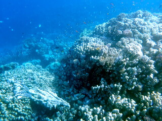 Vibrant shallow coral reef teeming with small fish