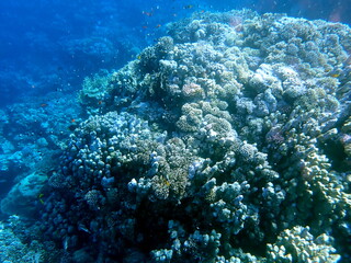 Vibrant shallow coral reef teeming with small fish