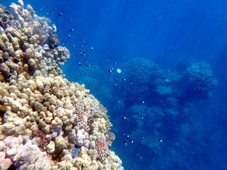 Vibrant shallow coral reef teeming with small fish