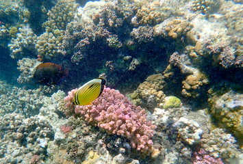 Schooling yellow striped butterflyfish over coral reef