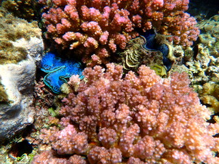 Vibrant blue mantle giant clam between coral