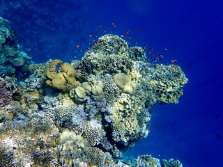 Vibrant shallow coral reef teeming with small fish
