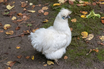 Nancy, France - September 24th 2025 : View on a white female Silkie in a henhouse in a Park in Nancy.