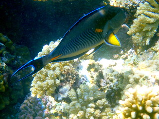 Dark blue surgeonfish with orange tail spine