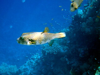White spotted puffer fish over dark coral